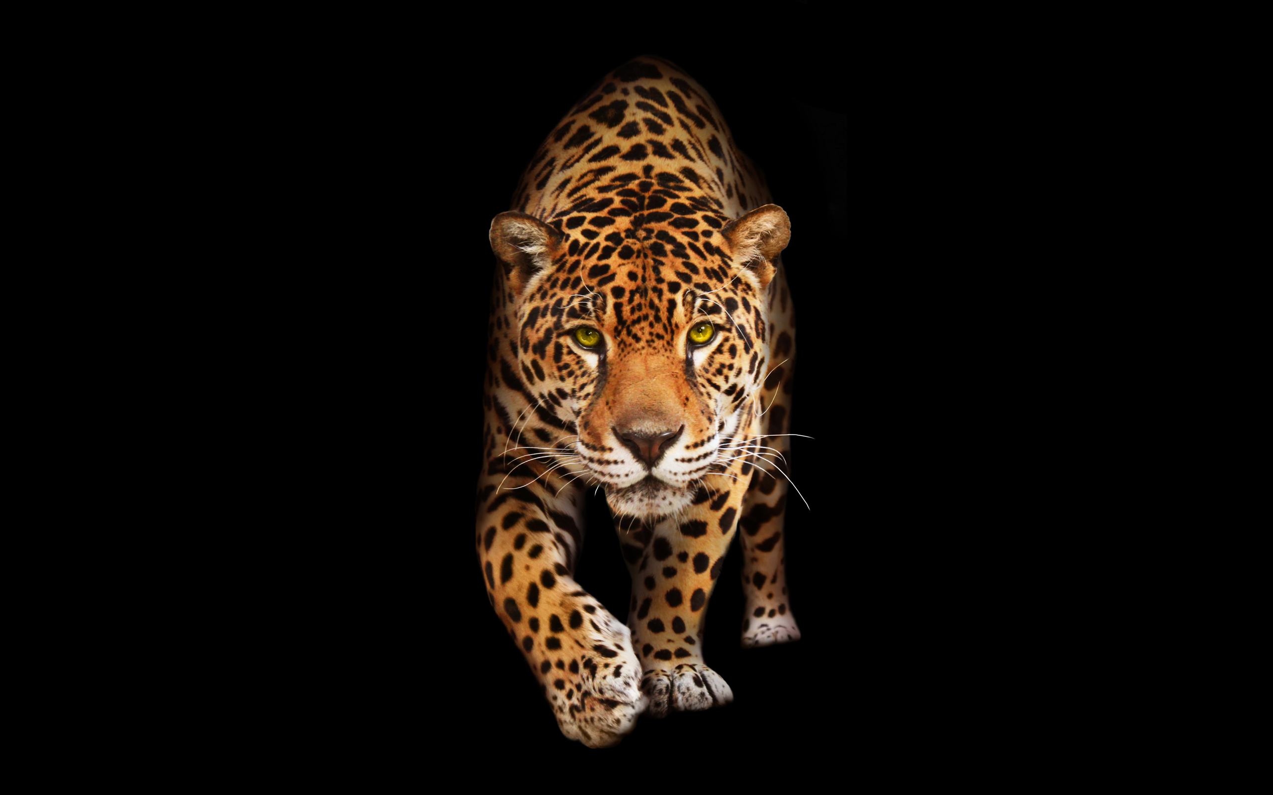 Wild Cat Jaguar HD Wallpapers | HD Wallpapers